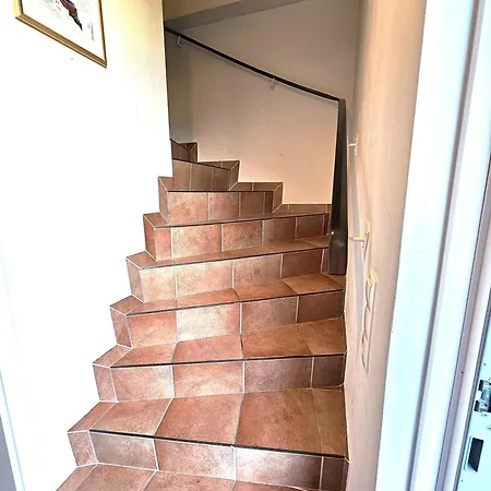 Kiebitz * Wyk auf Föhr
